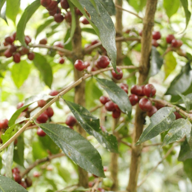 Ethiopia, Sidamo Bensa G1 Natural (150g) - Mama Typica Specialty Coffee Roaster