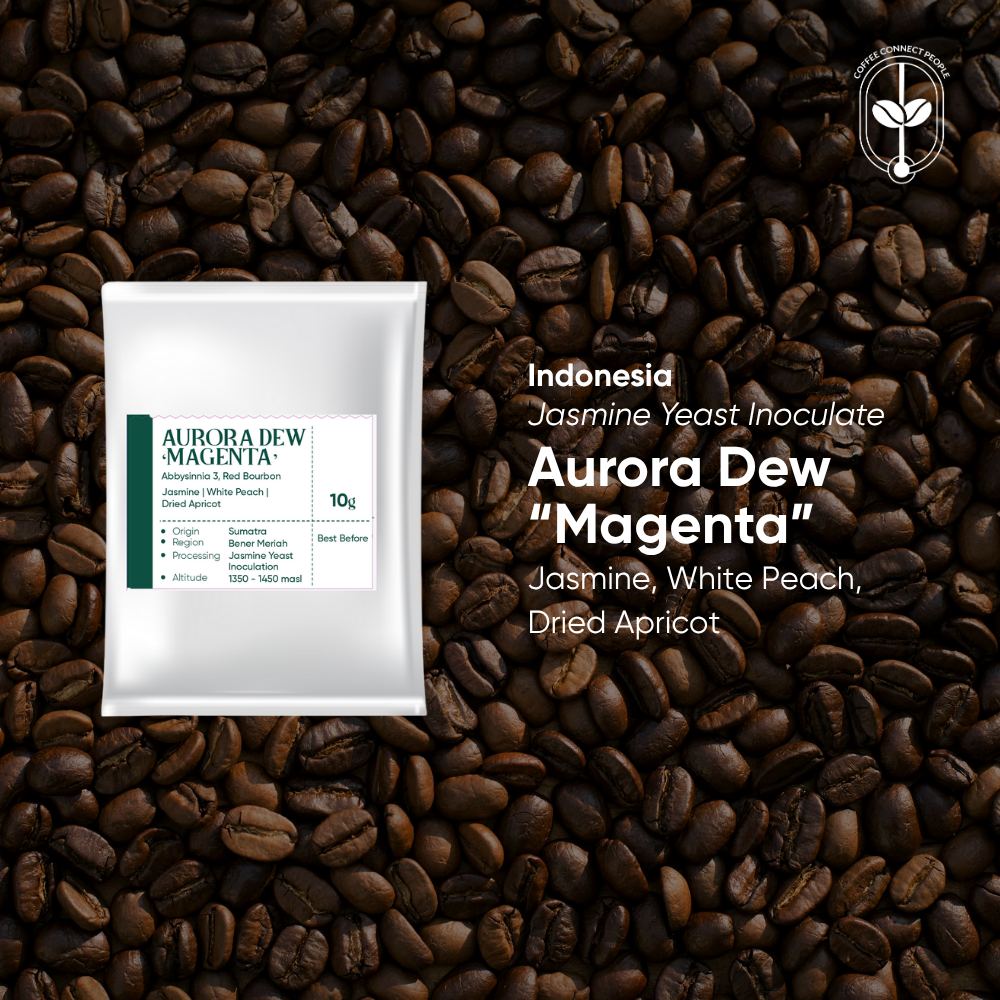 Indonesia, Aurora Dew "Magenta" Drip Bag (1 pcs)