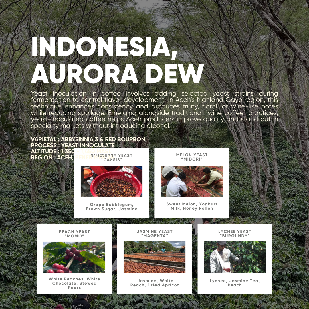Indonesia, Aurora Dew "Cassis" (150g) - Mama Typica Specialty Coffee Roaster