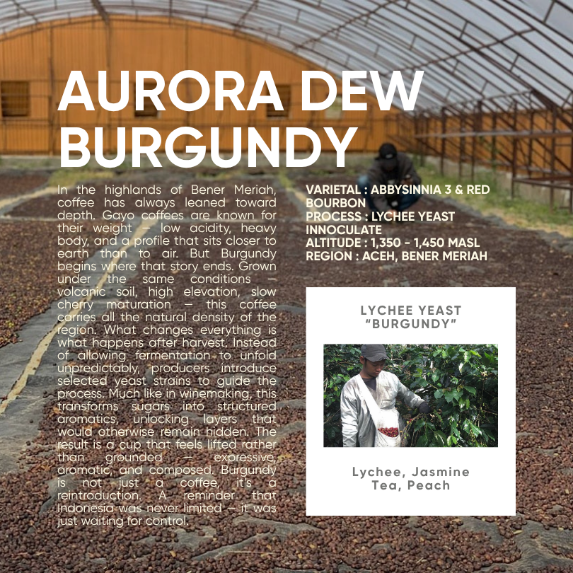 Indonesia, Aurora Dew "Burgundy" (150g) - Mama Typica Specialty Coffee Roaster