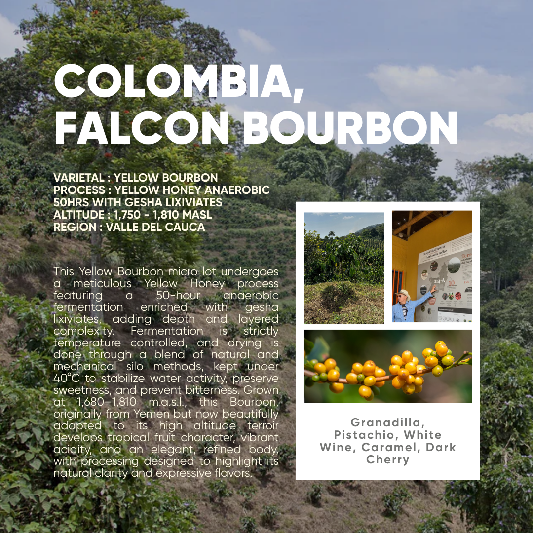 Colombia, Falcon Bourbon - Mama Typica Specialty Coffee Roaster