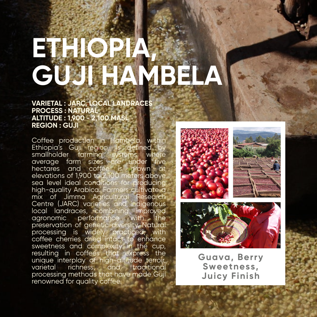 Ethiopia, Guji Hambela G1 Natural - Mama Typica Specialty Coffee Roaster