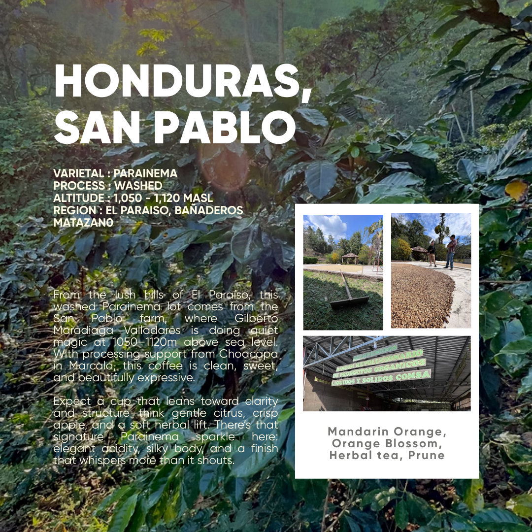 Honduras, San Pablo Washed (150g) - Mama Typica Specialty Coffee Roaster