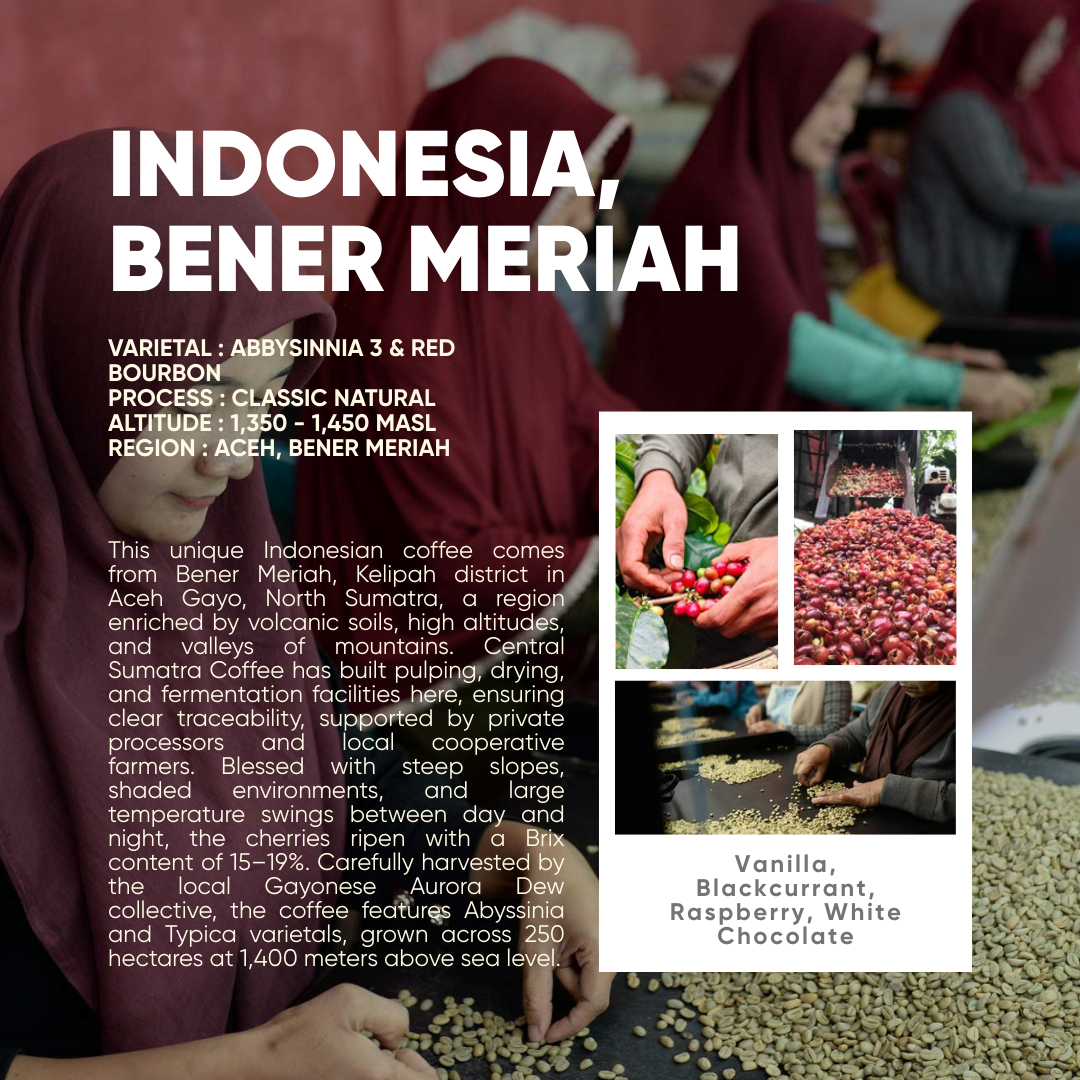 Filter - Indo, Bener Meriah