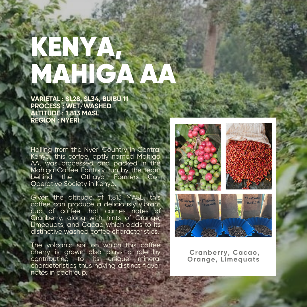 Filter - Kenya Mahiga AA