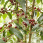 Ethiopia, Sidamo Bensa G1 Natural - Mama Typica Specialty Coffee Roaster