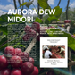 Indonesia, Aurora Dew "Midori" (150g) - Mama Typica Specialty Coffee Roaster