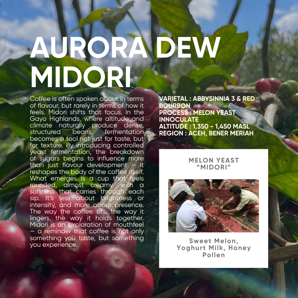 Indonesia, Aurora Dew "Midori" (150g) - Mama Typica Specialty Coffee Roaster