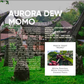 Indonesia, Aurora Dew "Momo" (150g) - Mama Typica Specialty Coffee Roaster