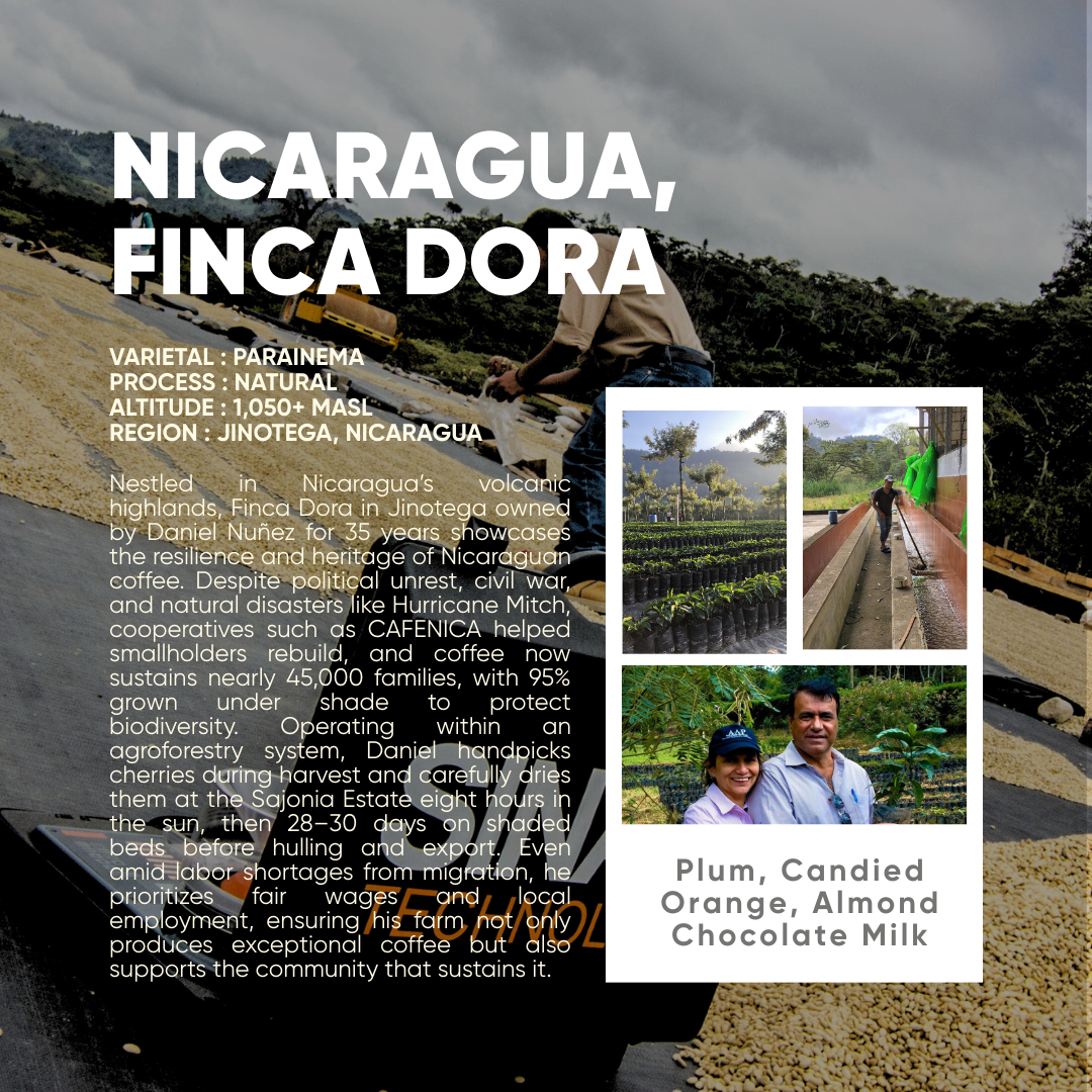 Nicaragua, Finca Dora Parainema Natural - Mama Typica Specialty Coffee Roaster