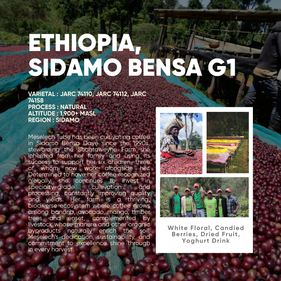 SOE - ETHIOPIA, SIDAMO BENSA G1