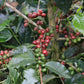 Honduras, San Pablo Washed (150g) - Mama Typica Specialty Coffee Roaster