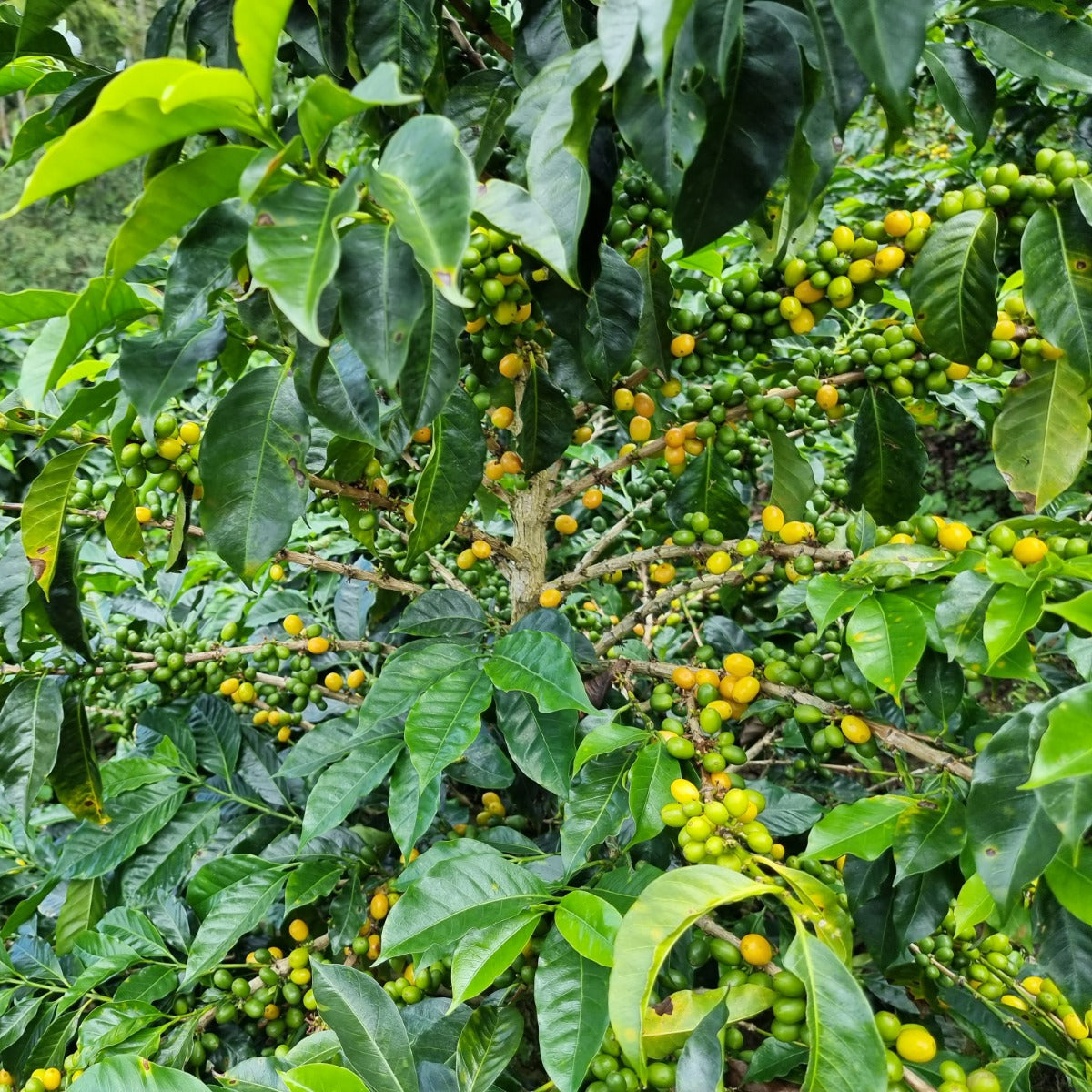 Peru, Huabal Huancas Natural (150g) - Mama Typica Specialty Coffee Roaster