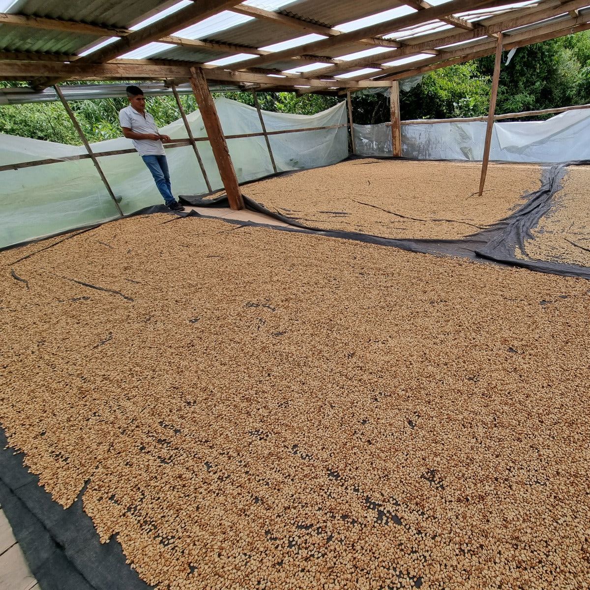 Peru, Huabal Huancas Natural (150g) - Mama Typica Specialty Coffee Roaster