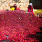 Ethiopia, Shantawene G1 | Natural Sundried Process | Single Origin Espresso