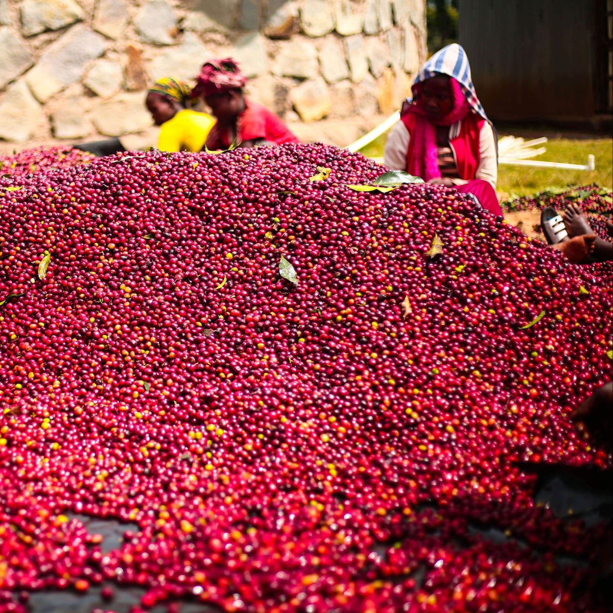 Ethiopia, Shantawene G1 | Natural Sundried Process | Single Origin Espresso