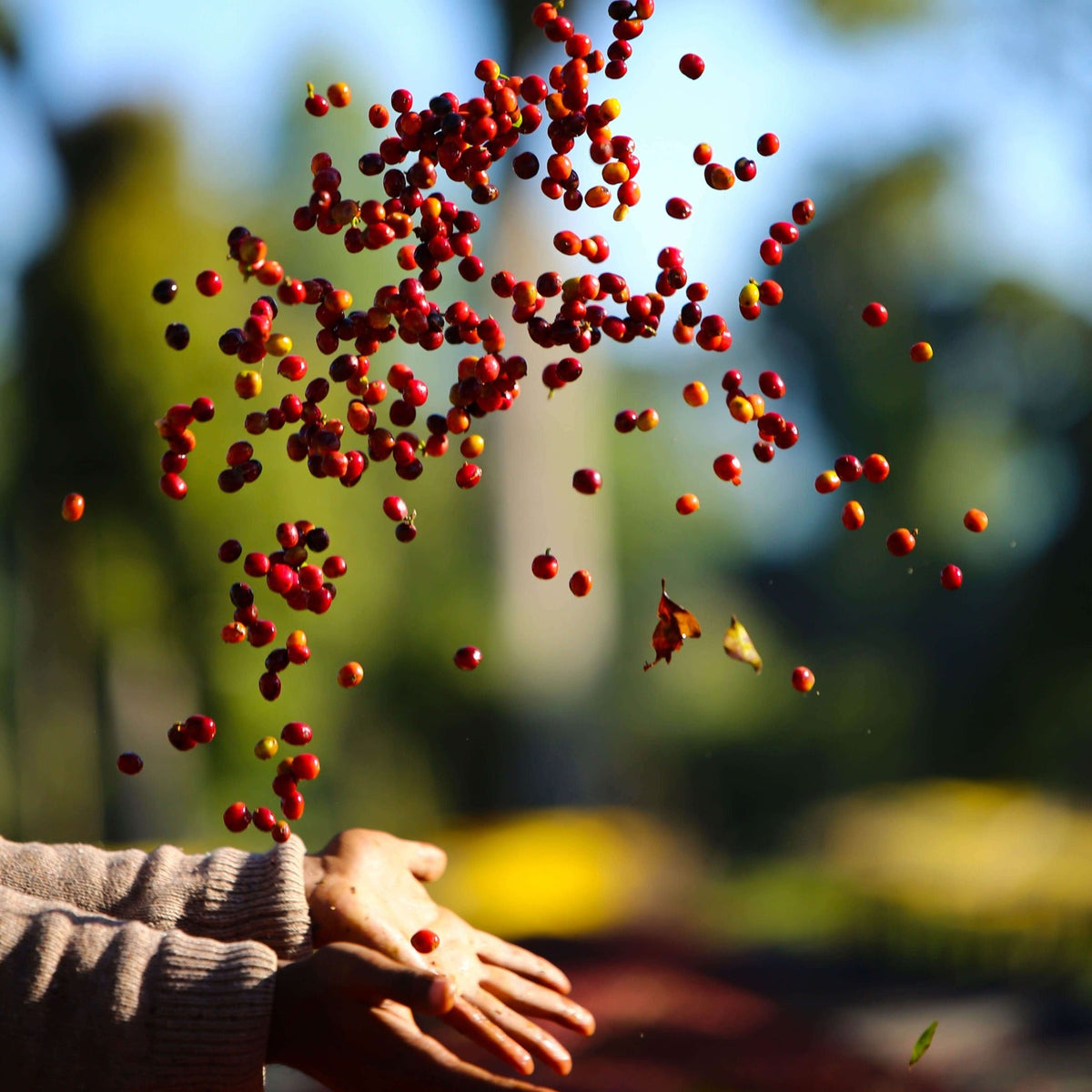 Ethiopia, Shantawene G1 | Natural Sundried Process | Single Origin Espresso