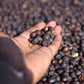 Ethiopia, West Arsi | Washed Process | Single Origin Espresso