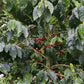 Honduras, San Pablo Washed (150g) - Mama Typica Specialty Coffee Roaster