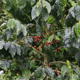 Honduras, San Pablo Washed (150g) - Mama Typica Specialty Coffee Roaster